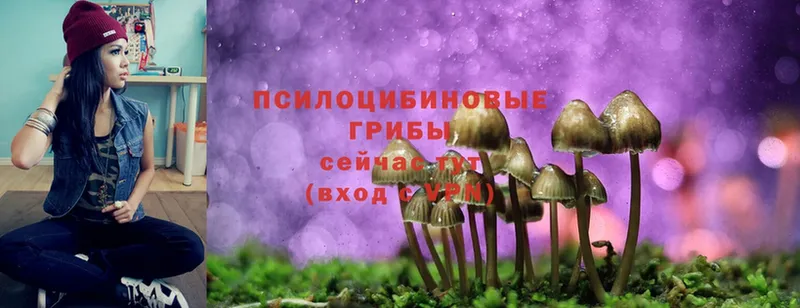 Псилоцибиновые грибы Psilocybe  Петровск-Забайкальский 